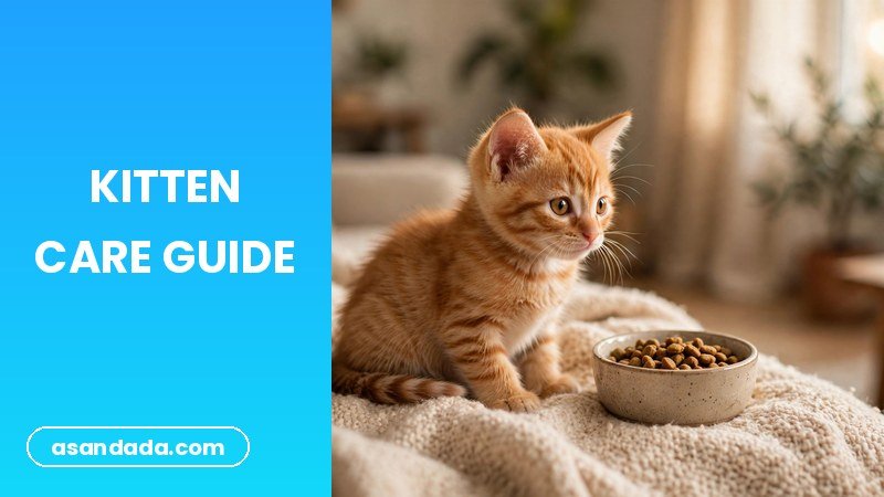 A small kitten sitting beside its food bowl, illustrating how to take care of a kitten for beginners