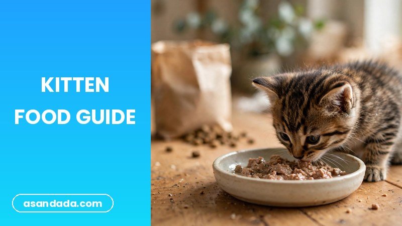 A kitten eating from a bowl, what to feed a kitten wet vs dry food guide