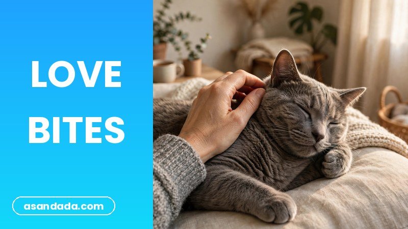 A cat gently nibbling a hand during petting, why cats give love bites explained